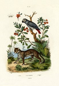 アフリカ灰色のオウム、1833-39 作： French School